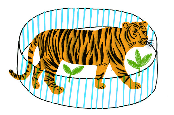 tigre_cage